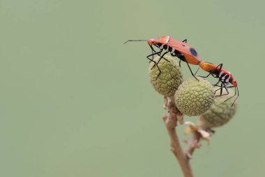 Bir çift süt çocuğu suikast böceği çiftleşiyor. Bu böceğin bilimsel adı Zelus longipes..