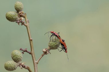 Bir çift süt çocuğu suikast böceği çiftleşiyor. Bu böceğin bilimsel adı Zelus longipes..