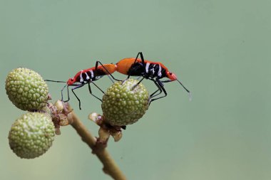 Bir çift süt çocuğu suikast böceği çiftleşiyor. Bu böceğin bilimsel adı Zelus longipes..