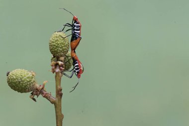 Bir çift süt çocuğu suikast böceği çiftleşiyor. Bu böceğin bilimsel adı Zelus longipes..