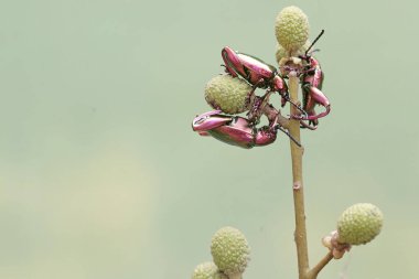 Bir grup kurbağa bacağı böceği yabani bitkilerin meyvelerini arıyor. Gökkuşağı renkleri gibi bu güzel renkli böceklerin bilimsel adı Sagra sp.