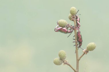 Bir grup kurbağa bacağı böceği yabani bitkilerin meyvelerini arıyor. Gökkuşağı renkleri gibi bu güzel renkli böceklerin bilimsel adı Sagra sp.