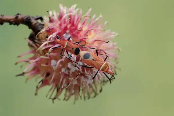 Páří Dvojice Zabijáckých Brouků Tento Hmyz Vědecké Jméno Zelus Longipes — Stock fotografie