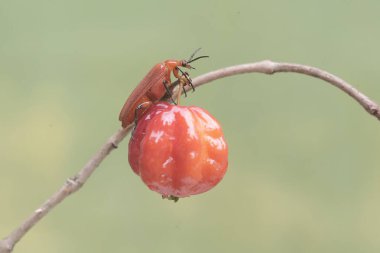 Kızıl saçlı bir kardinal böcek Surinam kiraz meyvesi yiyor. Bu güzel renkli böceğin bilimsel adı Pyrochroa Serraticornis..