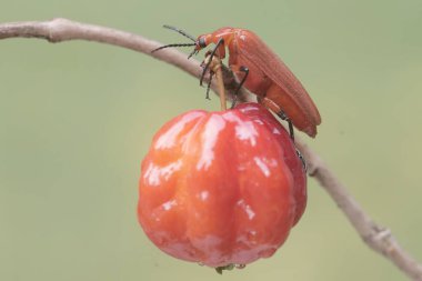 Kızıl saçlı bir kardinal böcek Surinam kiraz meyvesi yiyor. Bu güzel renkli böceğin bilimsel adı Pyrochroa Serraticornis..