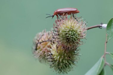 Kızıl saçlı bir kardinal böceği olgun meyvelerle dolu bir Rambutan ağacının dalında yiyecek arıyor. Bu güzel renkli böceğin bilimsel adı Pyrochroa Serraticornis..