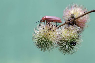 Kızıl saçlı bir kardinal böceği olgun meyvelerle dolu bir Rambutan ağacının dalında yiyecek arıyor. Bu güzel renkli böceğin bilimsel adı Pyrochroa Serraticornis..