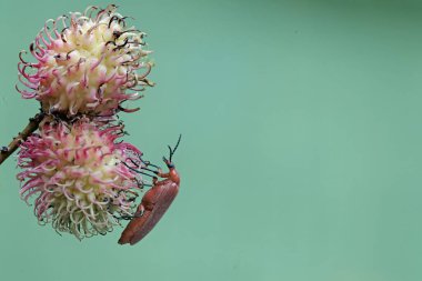 Kızıl saçlı bir kardinal böceği olgun meyvelerle dolu bir Rambutan ağacının dalında yiyecek arıyor. Bu güzel renkli böceğin bilimsel adı Pyrochroa Serraticornis..