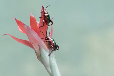 Bir grup kurbağa bacağı böceği vahşi yetişen ananas çiçekleriyle besleniyorlar. Gökkuşağı renkleri gibi bu güzel renkli böceklerin bilimsel adı Sagra sp.