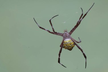 Bir Hawaii bahçe örümceği ağına yakalanmış bir avı bekliyor. Bu sarı örümceğin bilimsel adı Argiope appensa..
