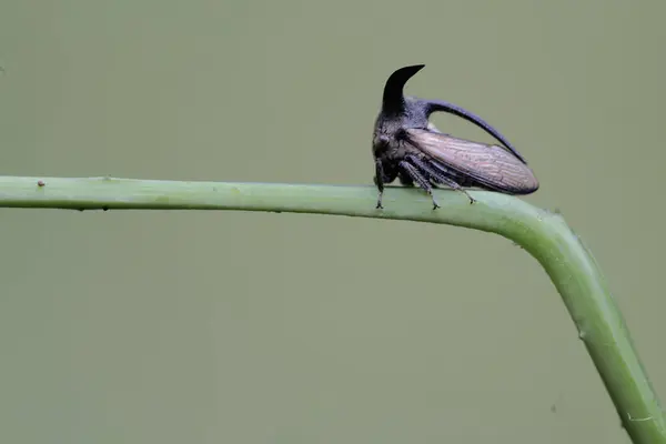 A carnbao bug is looking for prey in the bushes. This insect has the scientific name Leptocentrus taurus.