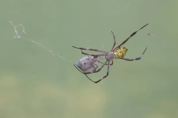 Comportement Cannibale Une Araignée Jardin Hawaïenne Qui Attaque Une Autre — Photo