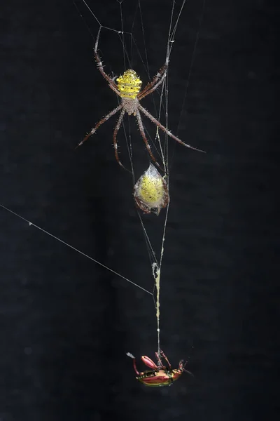 Cannibalistic Behavior Hawaiian Garden Spider Preys Another Hawaiian Garden Spider — Stock Photo, Image
