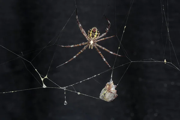 The cannibalistic behavior of a Hawaiian garden spider that preys on another Hawaiian garden spider. This yellow spider has the scientific name Argiope appensa.