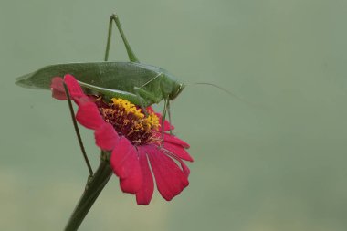 Uzun bacaklı bir çekirge kır çiçeğini arıyor. Bu böceğin bilimsel adı Mecopoda nipponensis..