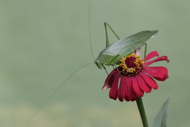 Uzun bacaklı bir çekirge kır çiçeğini arıyor. Bu böceğin bilimsel adı Mecopoda nipponensis..