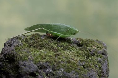 Uzun bacaklı bir çekirge yosun kaplı bir kayanın üzerinde yiyecek arıyor. Bu böceğin bilimsel adı Mecopoda nipponensis..