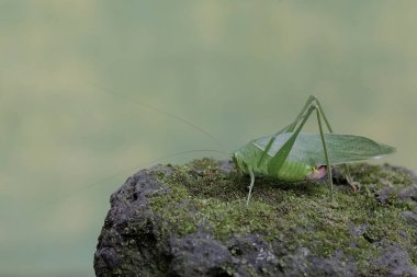 Uzun bacaklı bir çekirge yosun kaplı bir kayanın üzerinde yiyecek arıyor. Bu böceğin bilimsel adı Mecopoda nipponensis..