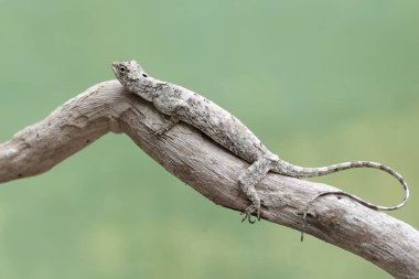 Uçan bir ejderha günlük aktivitelerine başlamadan önce güneşleniyor. Bu sürüngenin bilimsel adı Draco Volans. Doğal arkaplan ile seçmeli odak.