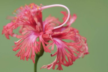 Kırmızı amber çiçeğinin güzelliği tam çiçeklenmiştir. Bu güzel çiçekli bitkinin bilimsel adı Hibiscus Rosasinensis..