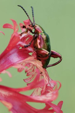 Bir kurbağa bacağı böceği amber çiçeği üzerinde yiyecek arıyor. Gökkuşağı renkleri gibi bu güzel renkli böceklerin bilimsel adı Sagra sp.
