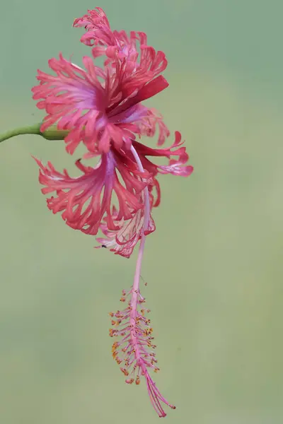 만발한 히비스커스 아름다움 아름다운 식물에는 과학적인 Hibiscus Rosasinensis가 있습니다 — 스톡 사진