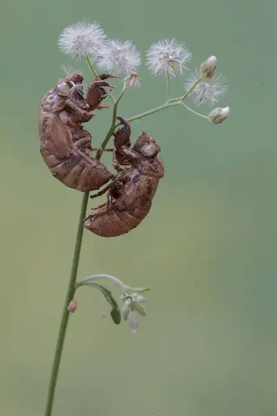 Υπόλοιπα Δέρματα Από Διαδικασία Χύτευσης Των Δύο Cicadas Βράδυ Κολλήσει — Φωτογραφία Αρχείου
