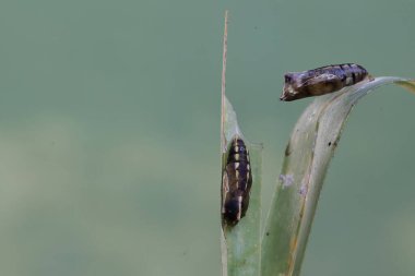 İki kelebek kozası, güzel bir kelebeğe dönüşmeye hazır vahşi bir bitkinin yaprağında sallanıyor..