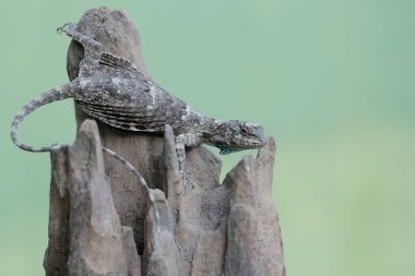 Uçan bir ejderha günlük aktivitelerine başlamadan önce güneşleniyor. Bu sürüngenin bilimsel adı Draco Volans. Doğal arkaplan ile seçmeli odak.