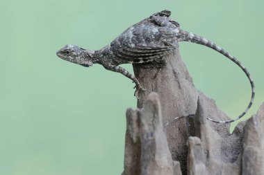 Uçan bir ejderha günlük aktivitelerine başlamadan önce güneşleniyor. Bu sürüngenin bilimsel adı Draco Volans. Doğal arkaplan ile seçmeli odak.