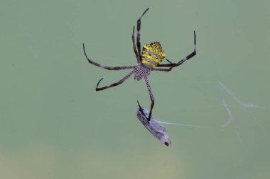 Hawaii 'li bir bahçe örümceği ağına takılmış bir güveyi avlıyor. Bu sarı örümceğin bilimsel adı Argiope appensa..