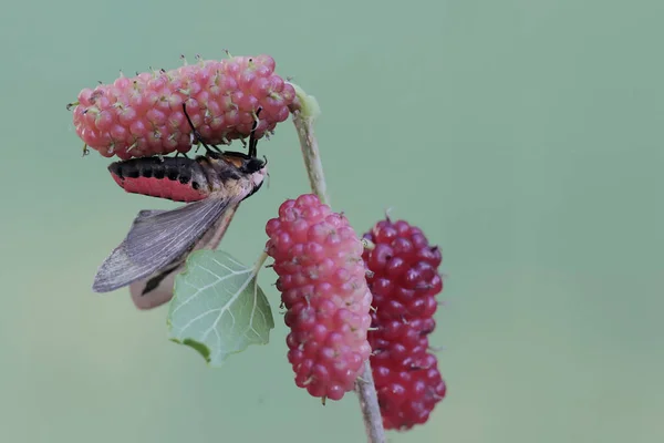 Μια Πεταλούδα Αναπαύεται Ένα Φρούτο Κεράσι Σουρινάμ Αυτό Έντομο Είναι — Φωτογραφία Αρχείου