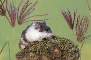 Bir Campbell panda hamster yosun kaplı bir kayanın üzerinde av arıyor. Bu kemirgenin bilimsel adı Phodopus kampbelli..