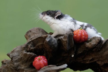 Bir Campbell panda hamster çürüyen bir ağaç gövdesinde termit avlıyor. Bu kemirgen memelisinin bilimsel adı Phodopus kampbelli..