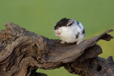 Bir Campbell panda hamster çürüyen bir ağaç gövdesinde termit avlıyor. Bu kemirgen memelisinin bilimsel adı Phodopus kampbelli..