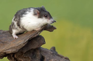 Bir Campbell panda hamster çürüyen bir ağaç gövdesinde termit avlıyor. Bu kemirgen memelisinin bilimsel adı Phodopus kampbelli..