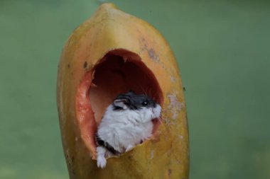 Bir Campbell panda hamster yere düşen papaya meyvesini yiyor. Bu kemirgen memelisinin bilimsel adı Phodopus kampbelli..