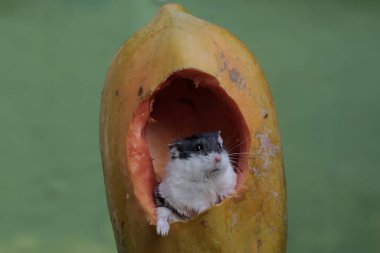 Bir Campbell panda hamster yere düşen papaya meyvesini yiyor. Bu kemirgen memelisinin bilimsel adı Phodopus kampbelli..