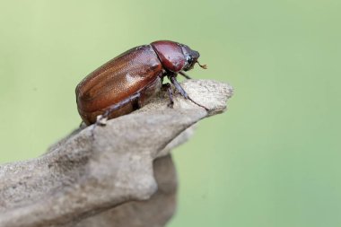 Bir Noel böceği (Anolognathus sp) çürüyen bir ağaç gövdesinde yiyecek arar. Bu böcek aynı zamanda Böcek Böceği olarak da bilinir..