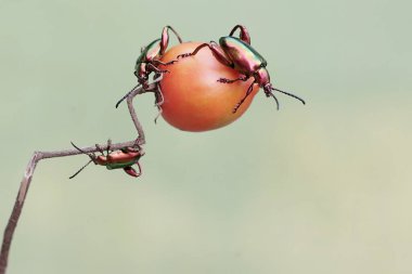 Üç kurbağa bacağı böceği olgun domates meyvesi yiyor. Gökkuşağı renkleri gibi bu güzel renkli böceklerin bilimsel adı Sagra sp.