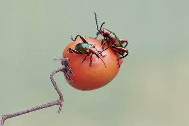 İki kurbağa bacağı, olgun domates meyvesi yiyor. Gökkuşağı renkleri gibi bu güzel renkli böceklerin bilimsel adı Sagra sp.