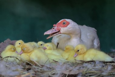 Moskovalı bir ördek anne yuvada yumurtadan yeni çıkmış yavrularına bakıyor. Bu ördeğin bilimsel adı Cairina Moschata..