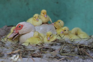 Moskovalı bir ördek anne yuvada yumurtadan yeni çıkmış yavrularına bakıyor. Bu ördeğin bilimsel adı Cairina Moschata..