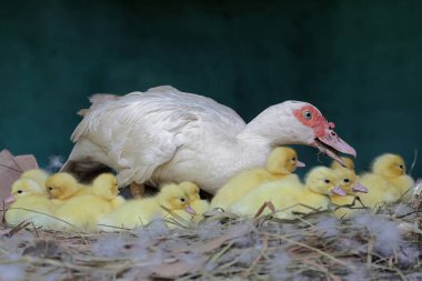 Moskovalı bir ördek anne yuvada yumurtadan yeni çıkmış yavrularına bakıyor. Bu ördeğin bilimsel adı Cairina Moschata..