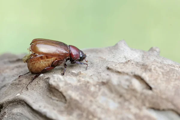 A christmas beetle (Anolognathus sp) is foraging on a rotting tree trunk. This insect is also known as the scarab beetle.