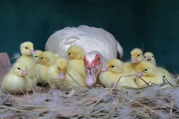 Moskovalı bir ördek anne yuvada yumurtadan yeni çıkmış yavrularına bakıyor. Bu ördeğin bilimsel adı Cairina Moschata..