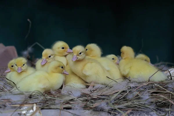 stock image A number of newly hatched baby Muscovy ducks resting in their nest. This duck has the scientific name Cairina moschata.