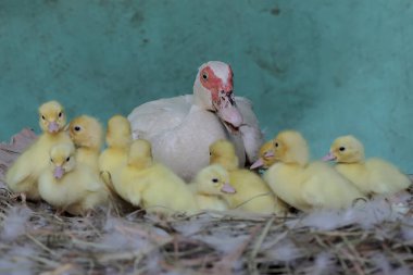 Moskovalı bir ördek anne yuvada yumurtadan yeni çıkmış yavrularına bakıyor. Bu ördeğin bilimsel adı Cairina Moschata..