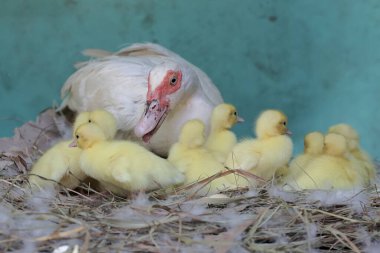 Moskovalı bir ördek anne yuvada yumurtadan yeni çıkmış yavrularına bakıyor. Bu ördeğin bilimsel adı Cairina Moschata..