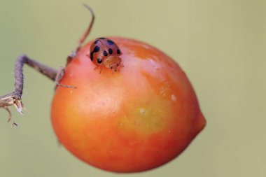 Bir uğur böceği domatesin içinde yiyecek arıyor. Bu küçük böceğin bilimsel adı Epilachna amirabilis..